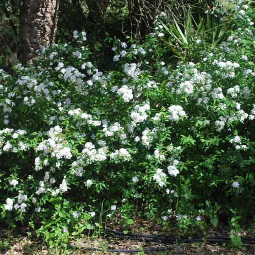 Spiraea cantoniensis